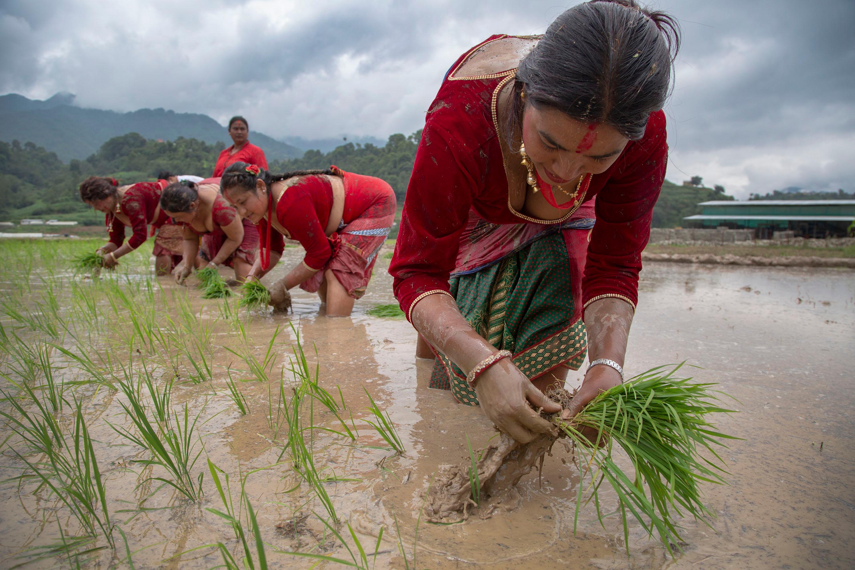 Paddy Fields Come Alive as Nepal Marks National Rice Day
