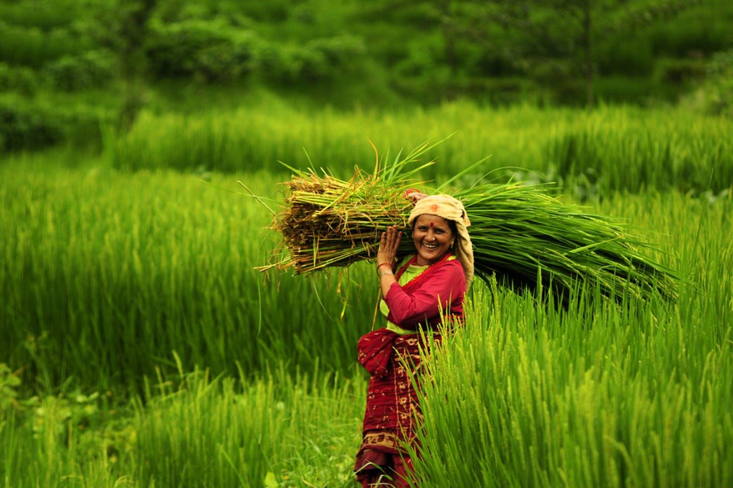 Global IME Bank Launches Paddy Farming Loan on National Rice Day