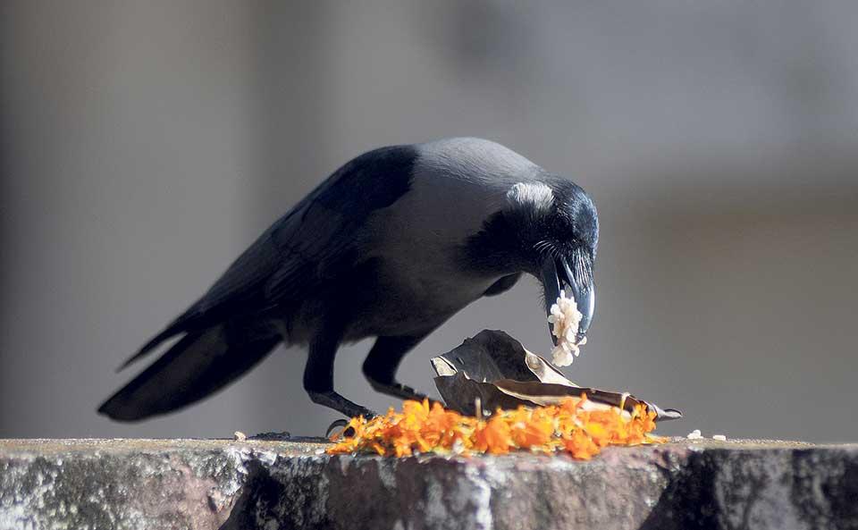 Nepalis Celebrate Kaag Tihar, Honoring Crows as Messengers of Yamaraj