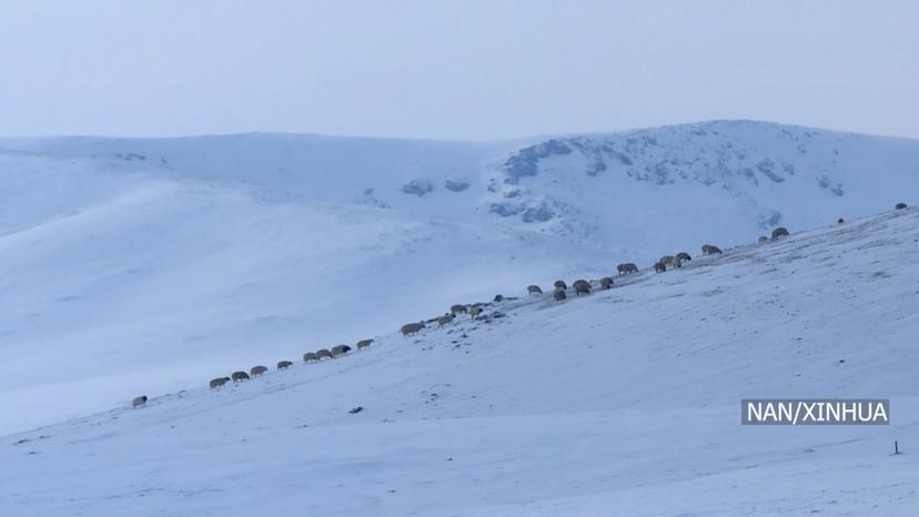 Severe Snowfall Covers 90% of Mongolia, Extreme Cold Grips Provinces