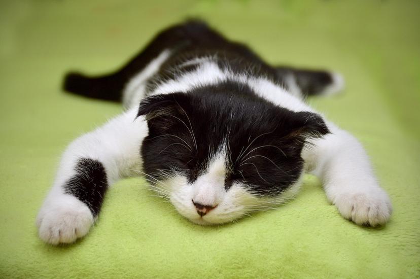 Another Pandemic Brewing? Bird Flu in Cats Raises Alarming New Fears